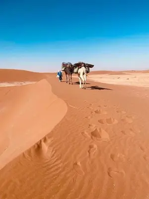 two animals walking in the sand in the desert at Camp azmamar in Mhamid
