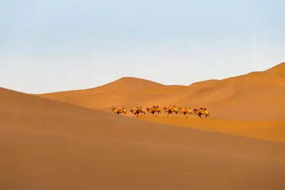 a herd of camel walking through the desert at Merzouga Luxury Camp & Activities in Merzouga