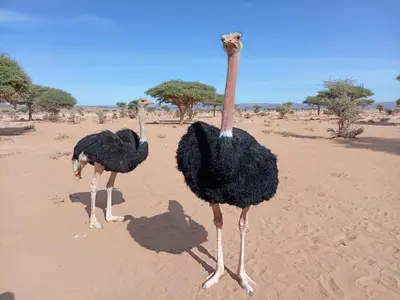 two ostriches standing in the sand in the desert at Hotel Kasbah Riad Amnir in Mhamid