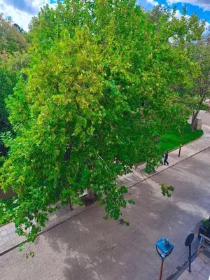 an overhead view of a large tree in a park at Votre havre de paix à Ifrane in Ifrane