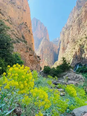 a view of a canyon with yellow flowers at Youssef Rezki Taghia in Taghia
