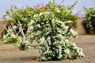 a bush of white flowers in a garden at Villa Beldi Chic Novari avec piscine chauffée - 8 personnes - Marrakech - Petit déjeuner inclus in Douarbel Kial