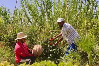 two men are picking tomatoes in a field at Villa Beldi Chic Novari avec piscine chauffée - 8 personnes - Marrakech - Petit déjeuner inclus in Douarbel Kial