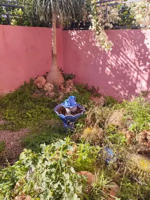 a garden with a tree and a chair in the grass at Chez Adam in Meknès