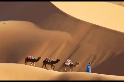 a group of camels walking in the desert at Chegaga Infinite Dunes Luxury Desert Camp in Mhamid