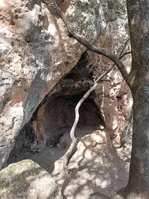 a tree branch sticking out of a rock cave at Zen environnement Horse riding in Zaouia dʼIfrane