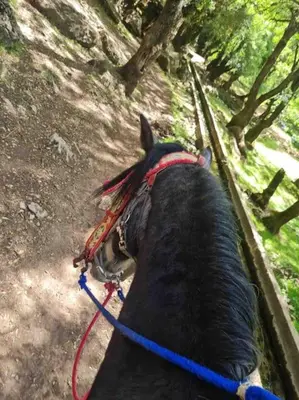 a black horse is tied to a fence at Zen environnement Horse riding in Zaouia dʼIfrane
