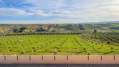a vineyard with a field of green grass and trees at Ferme d'hôtes Bladna Garden in Meknès