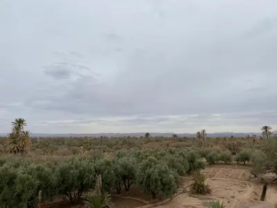 a field of olive trees in the desert at Kasbah Talala in Skoura
