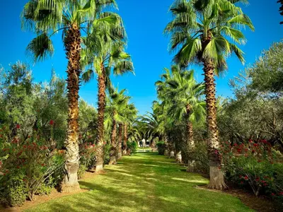 a row of palm trees in a garden at Palais Danka in Sraïri