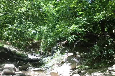 a forest filled with lots of green trees and rocks at imintanoute in Kasba Aït Youdi