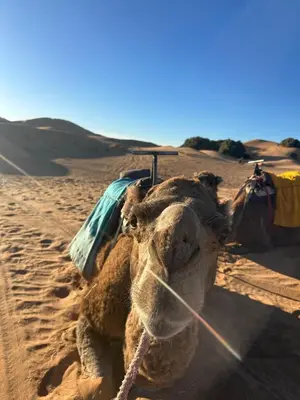 a camel sitting in the sand in the desert at Desert Bliss in Merzouga