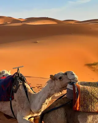 a camel in the desert in the desert at Desert Bliss in Merzouga