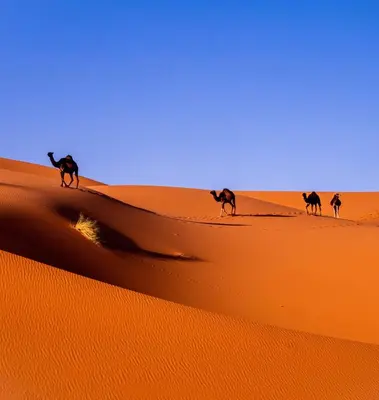 a group of camels walking in the desert at Merzouga Luxurious Camp in Merzouga