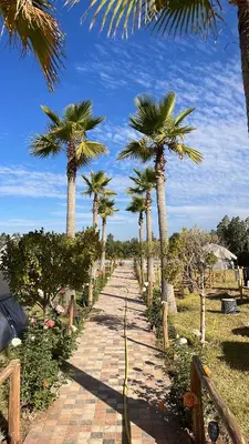 a path lined with palm trees on a beach at Superides Camp in Ourika
