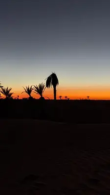 a palm tree on the beach at sunset at Nomads Heaven Camp in Mhamid