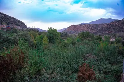 a view of a field of trees and mountains at Bab Atlas appartment N3 in Ourika valley in Aghbalou