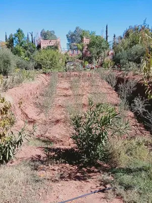 a dirt road in the middle of a field at Jamarou in Marrakech