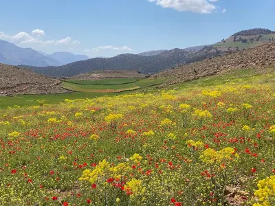 a field of flowers with mountains in the background at Auberge Sremt in Sremt