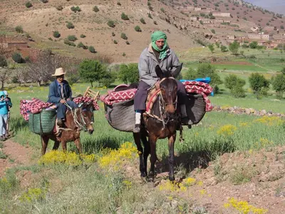 a man riding a horse with a load on at Auberge Sremt in Sremt