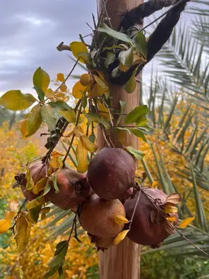 a bunch of pomegranates hanging from a wooden pole at Heritage House Skoura in Skoura