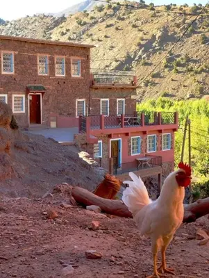 a chicken standing in front of a building at Gite D'etape Ait Ali Nito Assounfou in Megdaz