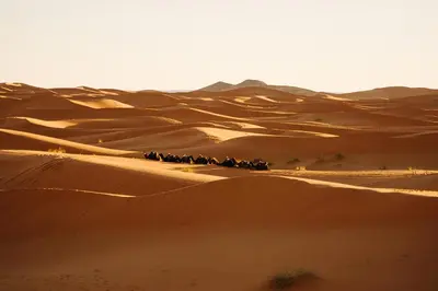 a group of animals walking through the desert at Erg chagaga in Mhamid