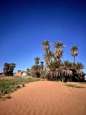 a group of palm trees on a sandy beach at Hammadi Camp in Mhamid