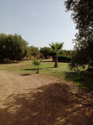 a dirt road with two palm trees in a park at John's Place in Chrabli