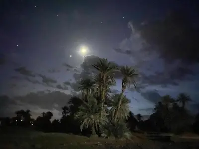 a moonlit night with palm trees in a field at Dar itran in Mhamid