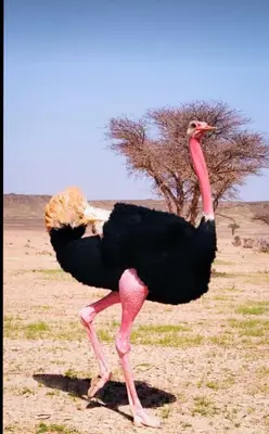 an ostrich walking in a field with a tree in the background at Private Wild Tent Experience M'Hamid in Mhamid