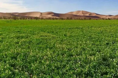 a field of green grass with sand dunes in the background at Private Wild Tent Experience M'Hamid in Mhamid