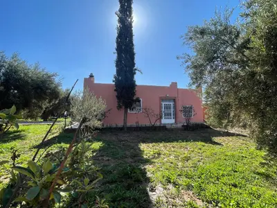 a house with a large tree in front of it at Sandy farm in Ouled el guerne