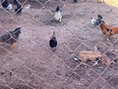 a group of chickens and other animals behind a fence at Sandy farm in Ouled el guerne