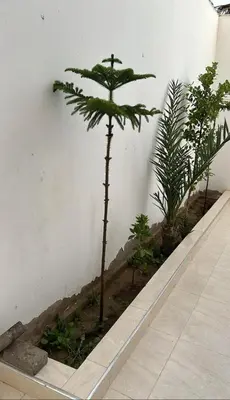 a palm tree in a planter next to a wall at Casa de playa in Oulad Akkou