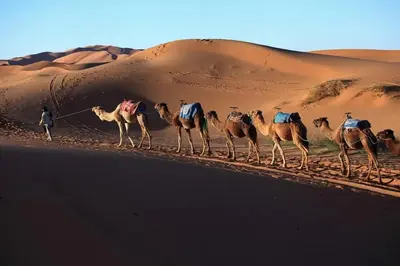 a man leading a group of camels in the desert at Akwabir camp in El Gouera