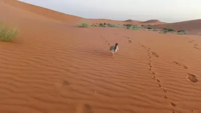 a bird walking on a sand dune in the desert at Akwabir camp in El Gouera