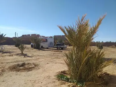 a truck parked in a desert with a palm tree at Sahara Desert Activites in Merzouga