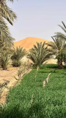 a desert with palm trees and a sand mound at hostel sable dor merzouga in Merzouga