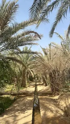 a dirt road with palm trees in a field at hostel sable dor merzouga in Merzouga
