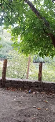 two trees and a stone wall in a field at Gite entre les deux vallées in Tacheddirt