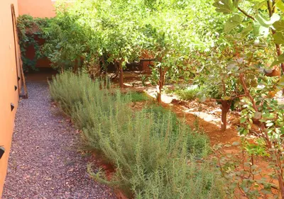 a garden with tall grass and trees in a yard at Drâa Oasis House Palm Apartment in Ourhiz