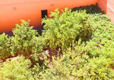 a group of green plants in a garden at Drâa Oasis House Palm Apartment in Ourhiz
