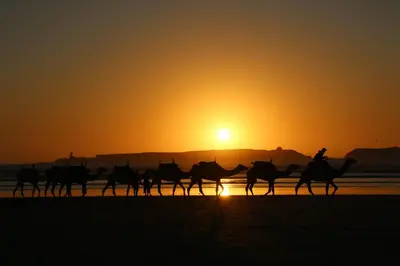 a group of people riding camels on the beach at sunset at Marokkoreizen in Fès