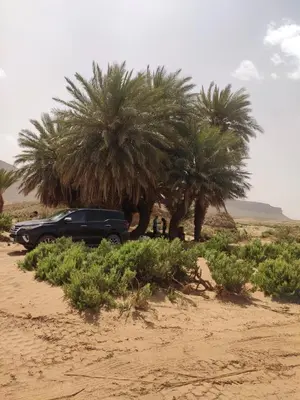 a car parked under two palm trees in the desert at auberge lac iriki in Foum Zguid