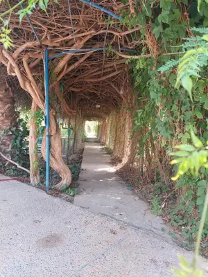 a walkway tunnel with a tree growing through it at Ferme Amzrou in Had Abdallah Rhiat