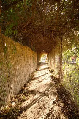 a dirt road under a fence with a tree tunnel at Ferme Amzrou in Had Abdallah Rhiat