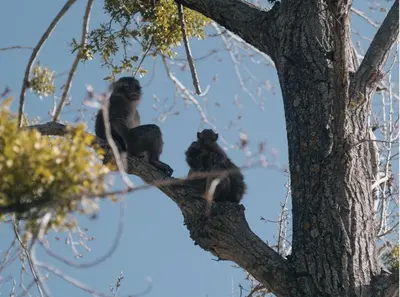 a group of monkeys sitting on a tree branch at Under Stars Cozy Moroccan Lodge by Lake Ouiouane in Kasba des Aït Athmane