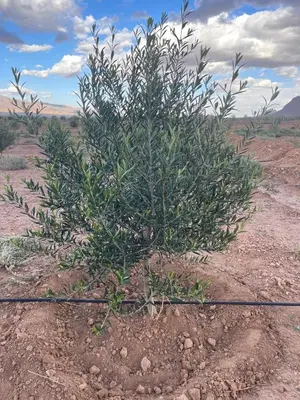 a small tree in the middle of the desert at Olecactus in Gourrama