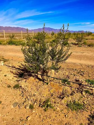 a small tree in the middle of a desert at Olecactus in Gourrama